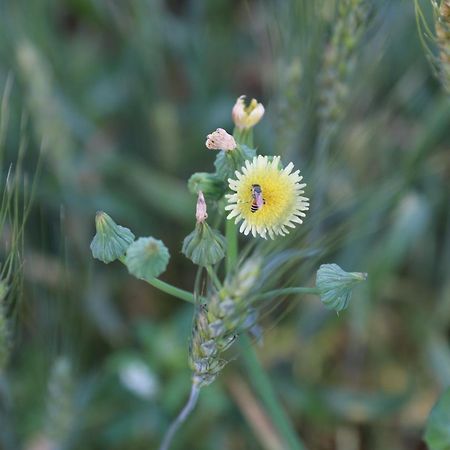 Anjani Farms Villa Nagpur Dış mekan fotoğraf