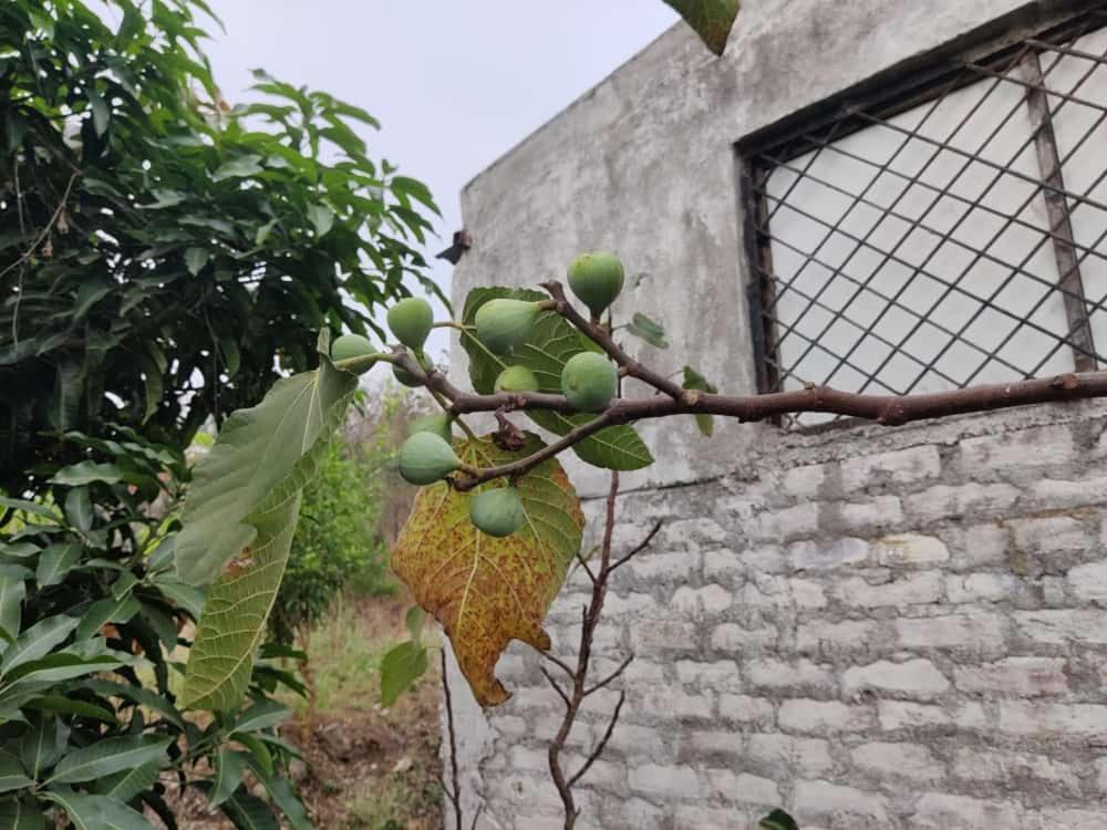 Anjani Farms Villa Nagpur Dış mekan fotoğraf