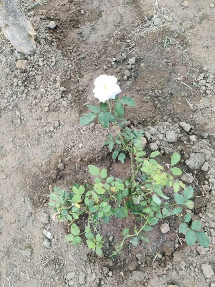 Anjani Farms Villa Nagpur Dış mekan fotoğraf