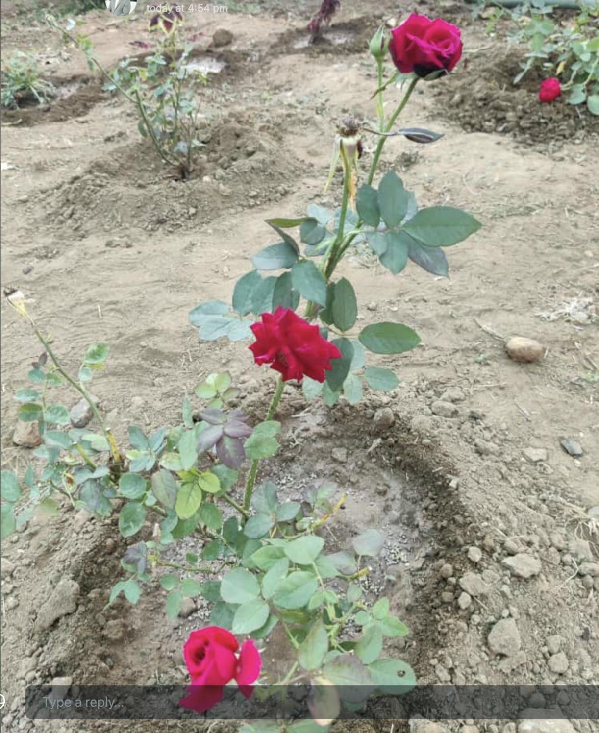 Anjani Farms Villa Nagpur Dış mekan fotoğraf